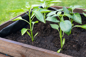Jardinière - plants de piments