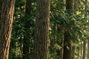 Forêt de Pin Douglas